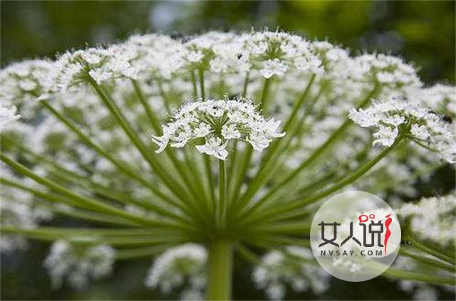 白芷是什么?白芷的功效与作用你知道吗?