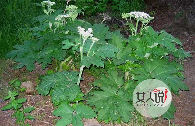 白芷是什么?白芷的功效与作用你知道吗?