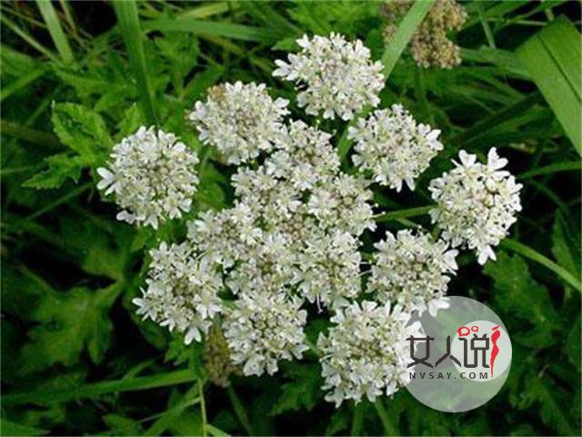 白芷是什么?白芷的功效与作用你知道吗?