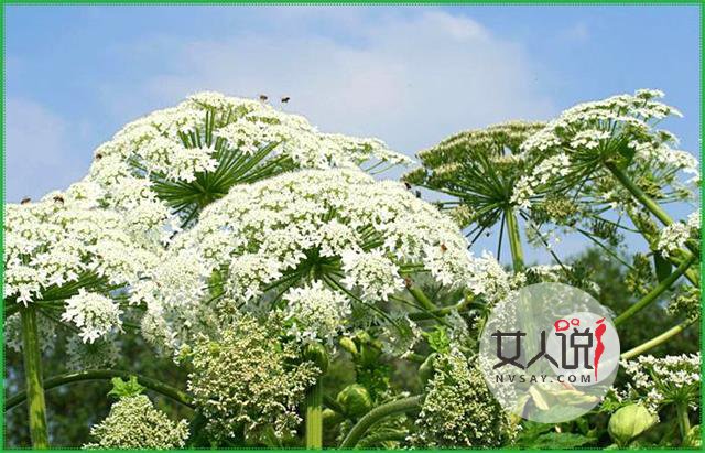 白芷是什么？白芷的功效与作用你知道吗？