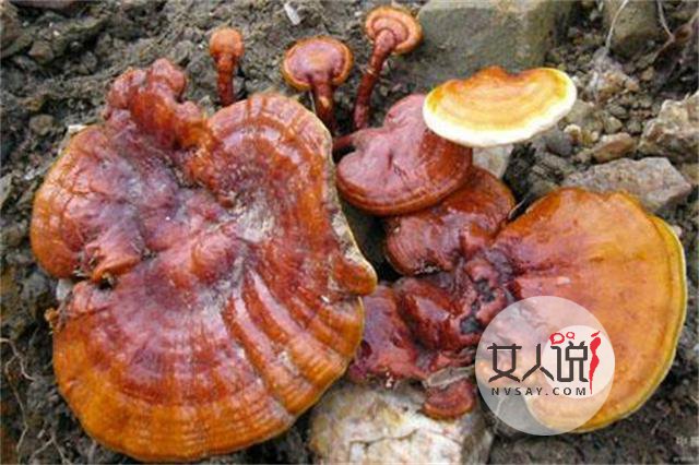 灵芝是个好东西,灵芝的功效与作用看这!