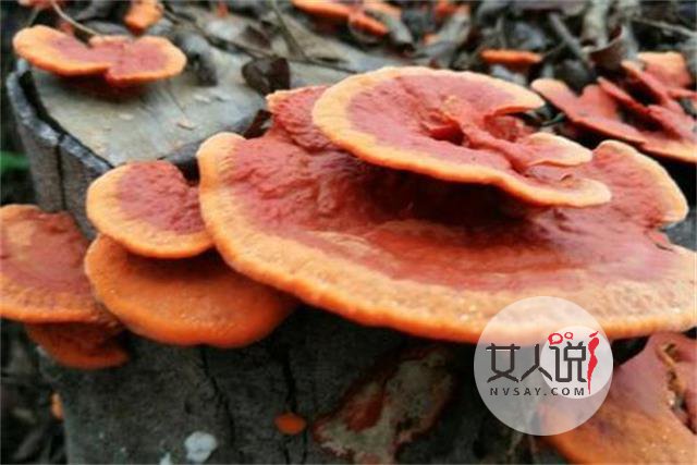 灵芝是个好东西,灵芝的功效与作用看这!