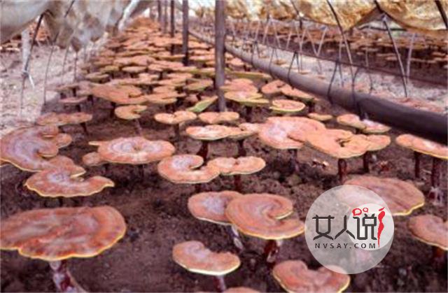 灵芝是个好东西,灵芝的功效与作用看这!