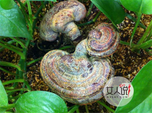 灵芝是个好东西,灵芝的功效与作用看这!