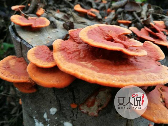 灵芝是个好东西,灵芝的功效与作用看这!