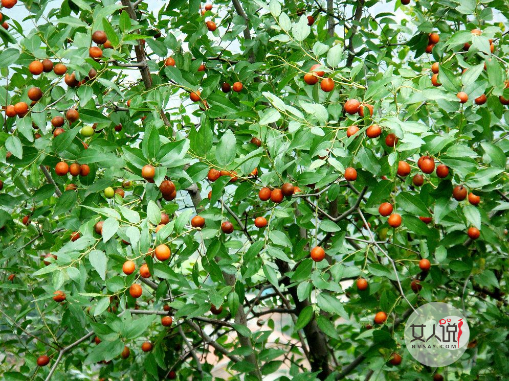 号称“东方的睡果”,酸枣仁的功效与作用是什么