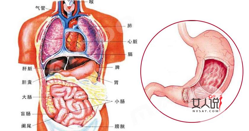 你知道你的胃在哪吗?来看看胃在哪个位置图