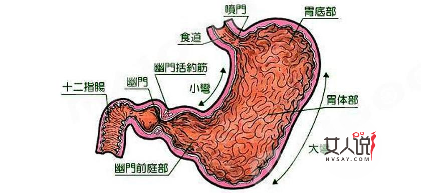 你知道你的胃在哪吗?来看看胃在哪个位置图