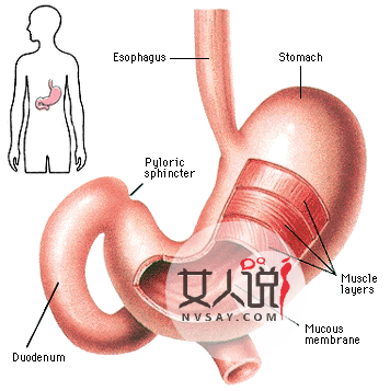你知道你的胃在哪吗?来看看胃在哪个位置图