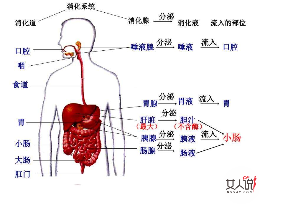 你知道你的胃在哪吗?来看看胃在哪个位置图