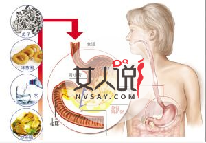 你知道你的胃在哪吗？来看看胃在哪个位置图