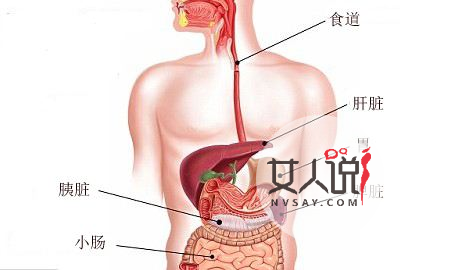 你知道你的胃在哪吗？来看看胃在哪个位置图