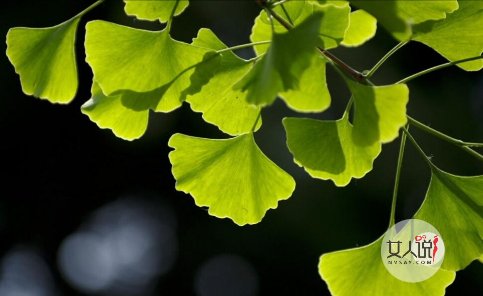 你知道银杏叶片的功效与作用吗?快来看看!