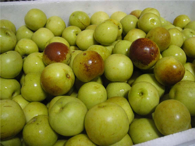 吃冬枣能减肥吗 冬枣再爽甜可口也不能贪吃哦