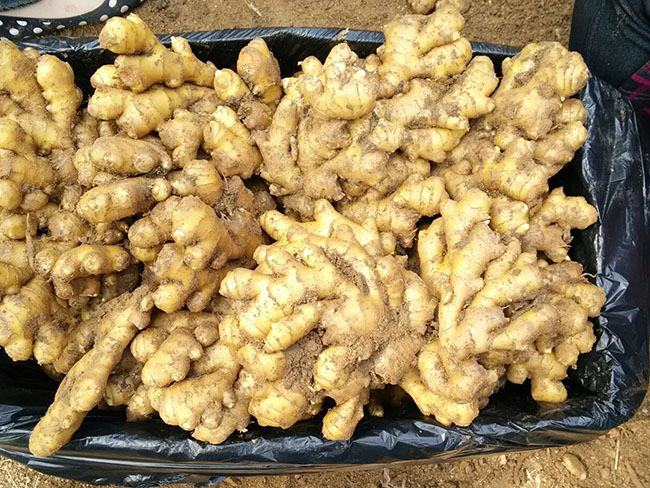 生姜敷脸有什么好处 祛痘除印效果杠杠的