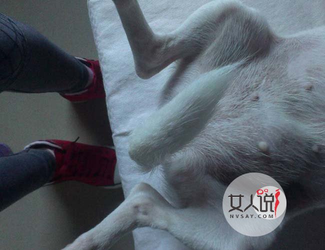 男子杀死母狗奸尸 脑子错乱扑倒四肢做不雅动作