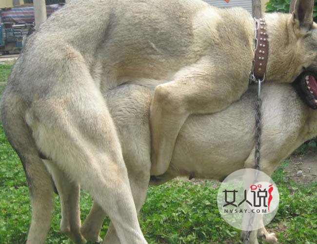 男子杀死母狗奸尸 脑子错乱扑倒四肢做不雅动作