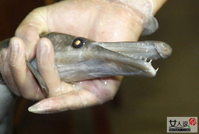 佛山男子放生怪鱼 锋利牙齿湿滑皮肤性情凶猛甚可食人