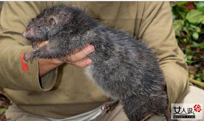 英国爆发2亿老鼠 南瓜般大小体型老鼠遇人即袭