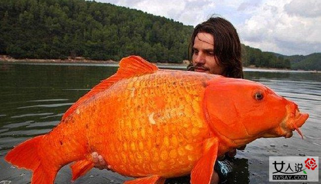 英国爆发2亿老鼠 南瓜般大小体型老鼠遇人即袭