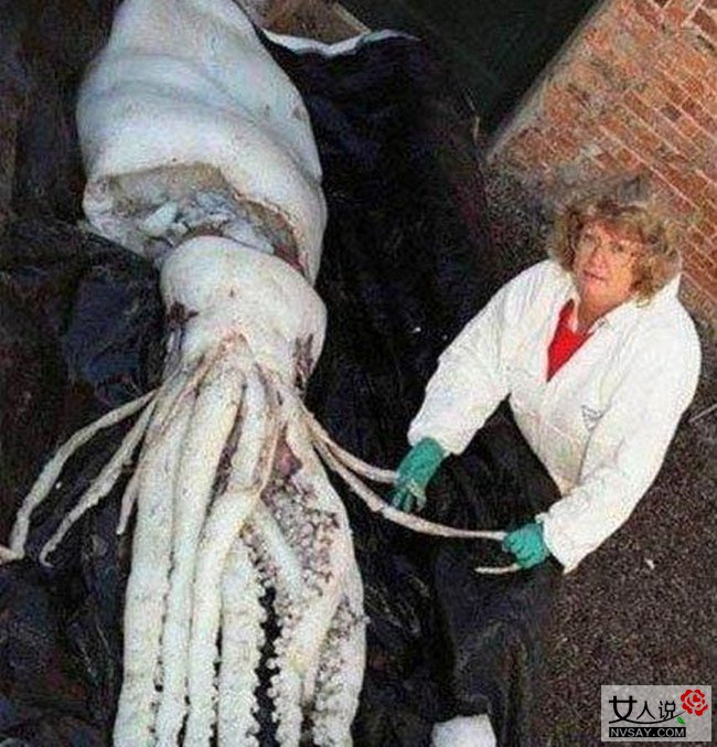 英国爆发2亿老鼠 南瓜般大小体型老鼠遇人即袭