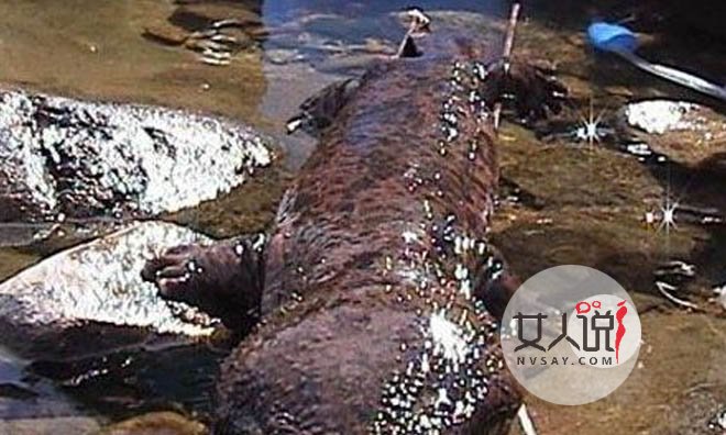 95年安徽巨蟒渡劫事件是真的吗 当地村民吓坏专家未否认真相