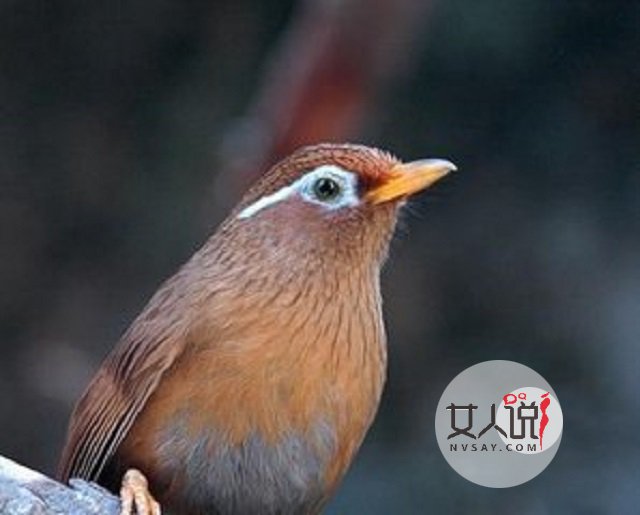 画眉鸟的叫声,你知道是什么意思吗?