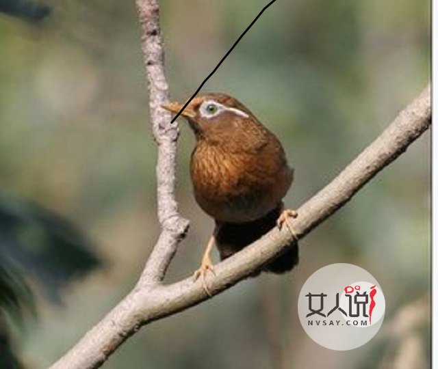 画眉鸟的叫声,你知道是什么意思吗?