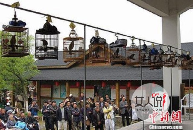 画眉鸟的叫声,你知道是什么意思吗?