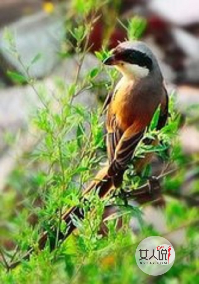 画眉鸟的叫声，你知道是什么意思吗？