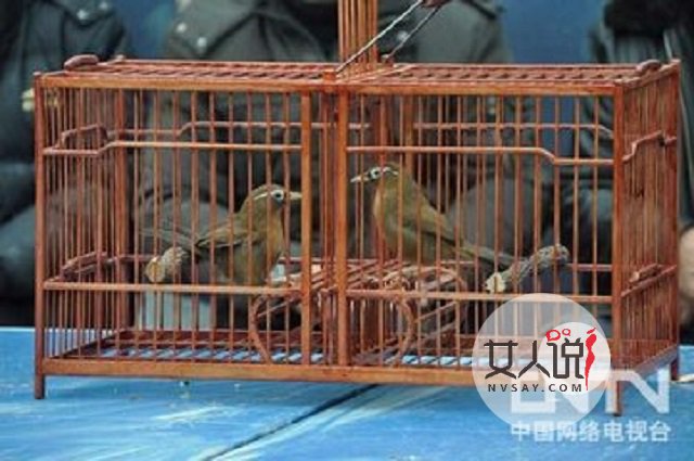 画眉鸟的叫声，你知道是什么意思吗？