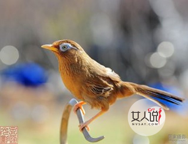 画眉鸟的叫声，你知道是什么意思吗？