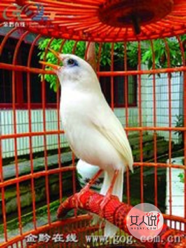 画眉鸟的叫声，你知道是什么意思吗？