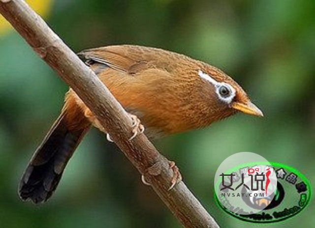 画眉鸟的叫声，你知道是什么意思吗？