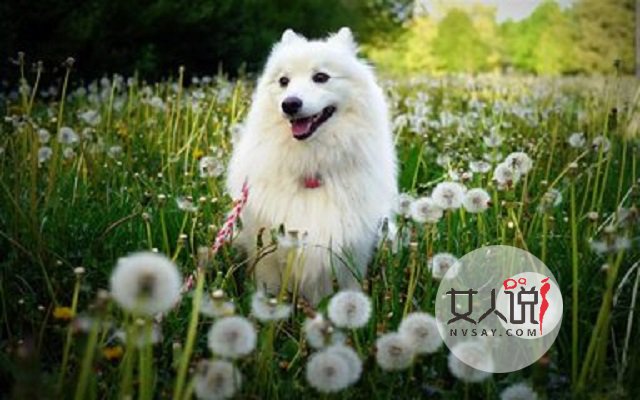 梦见狗真的就是不好的兆头吗?