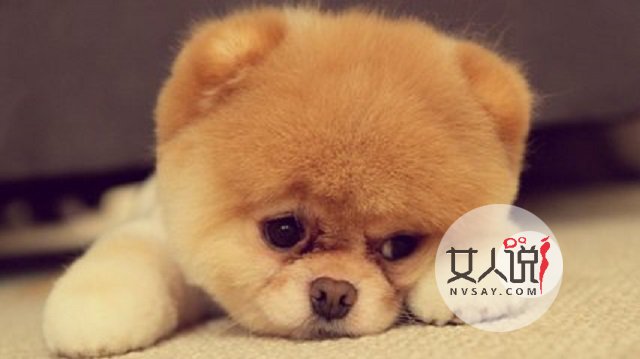 梦见狗真的就是不好的兆头吗?