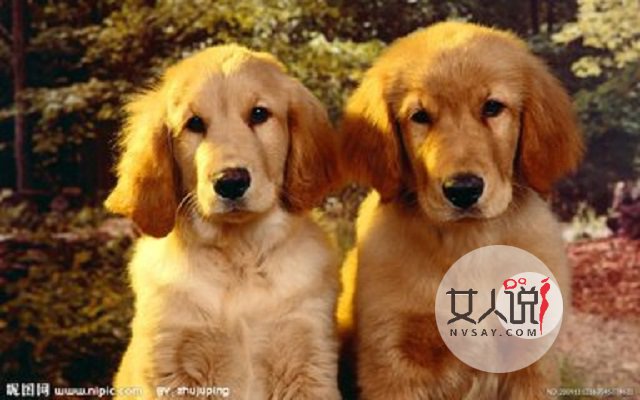 梦见狗真的就是不好的兆头吗?