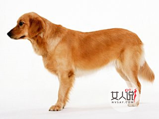 梦见狗真的就是不好的兆头吗?