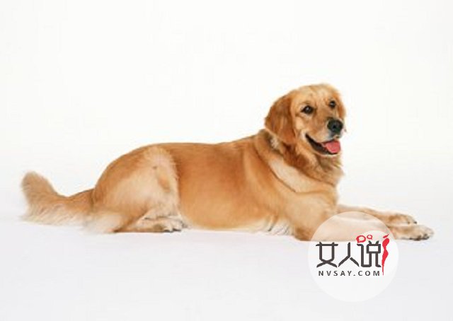 梦见狗真的就是不好的兆头吗?