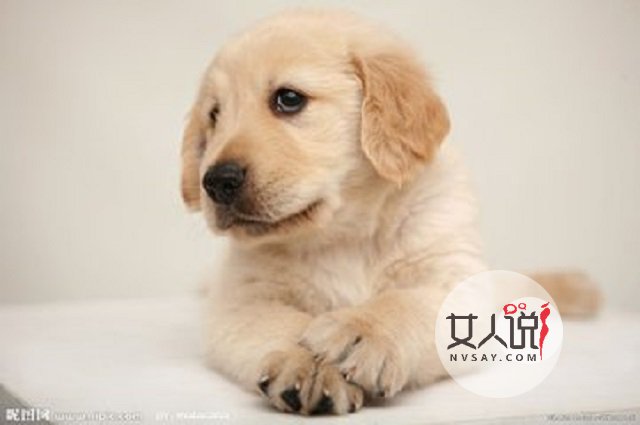 梦见狗真的就是不好的兆头吗?