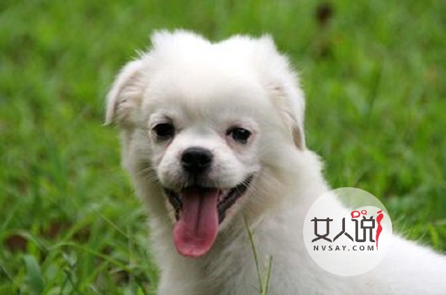 梦见狗真的就是不好的兆头吗?