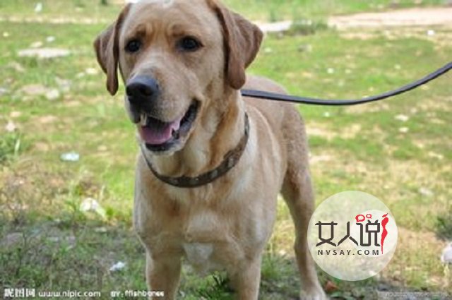 梦见狗真的就是不好的兆头吗?