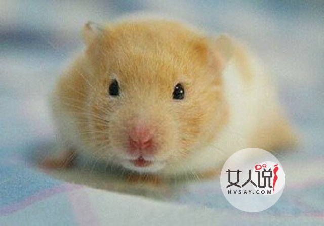 属鼠的人2018年会发财？运势大揭秘！！！千万不要错过哦！！！