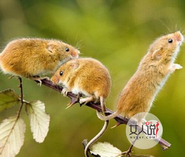 属鼠的人2018年会发财?运势大揭秘!!!千万不要错过哦!!!