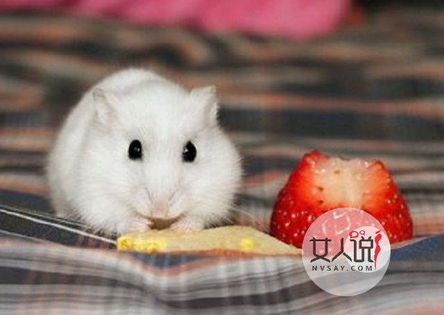 属鼠的人2018年会发财?运势大揭秘!!!千万不要错过哦!!!