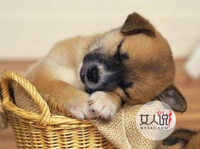 属狗的今年多大？说不定2018年会发财的哦。