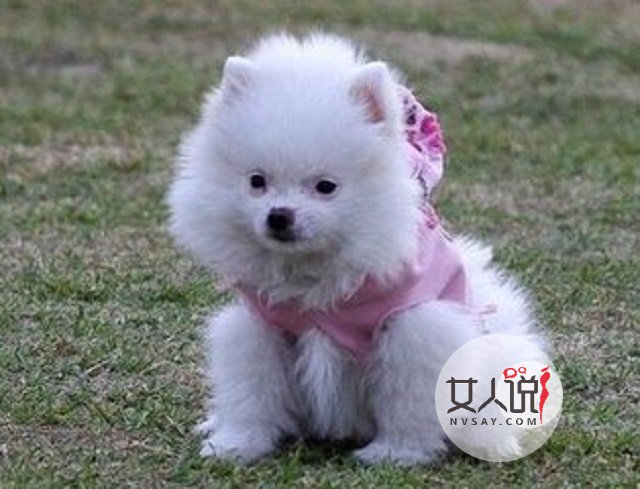 属狗的今年多大？说不定2018年会发财的哦。