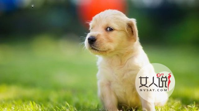 属狗的今年多大?说不定2018年会发财的哦。