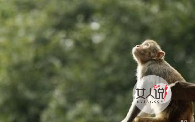 属猴的和什么属相最相配,想知道答案?请接着往下看