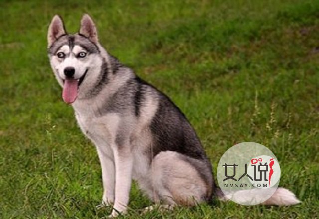 哈士奇多少钱一只，这里给你一个参考，告诉你你不知道的秘密